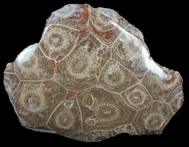 Polished Fossil Coral (Actinocyathus) - Morocco #60058